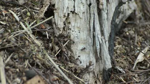 Ants on an anthill Stock Footage 14922115