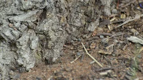 Ants on an anthill Stock Footage 14922305