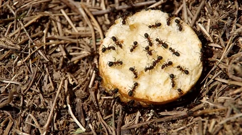 Ants in the anthill Stock Footage 49722798