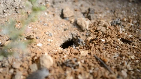Ants in an anthill Stock Footage 51835102