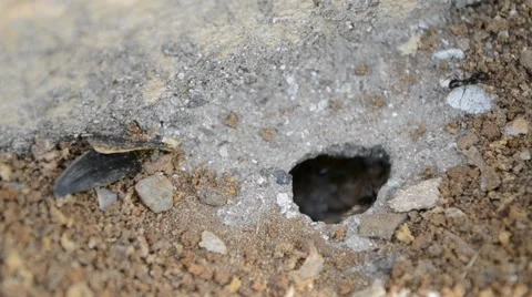 Ants in an anthill Stock Footage 51835112