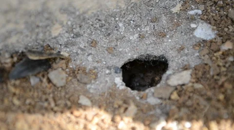 Ants in an anthill Stock Footage 51835118