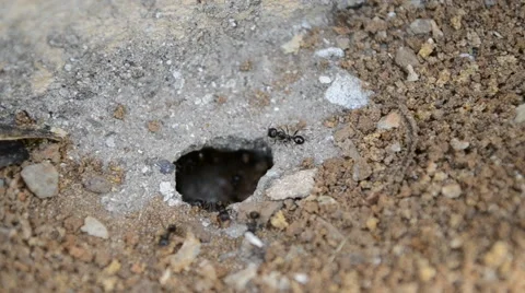 Ants in an anthill Stock Footage 51835124