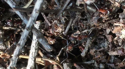 Ants in an anthill Stock Footage 65820492