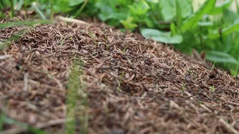 Ants on anthill Video stock 81566105