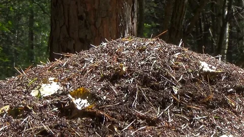 The ants in the anthill Stock Footage 85919988