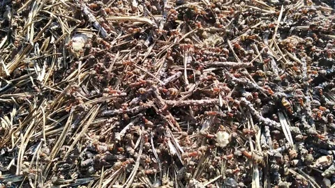 Ants into anthill Stock Footage 126730587