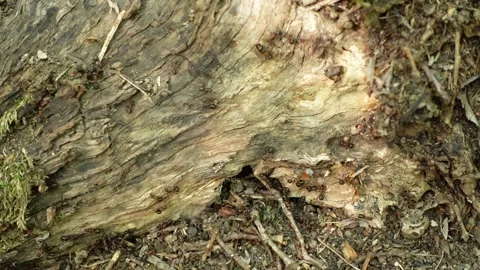 Ants on an anthill Video stock 161641683