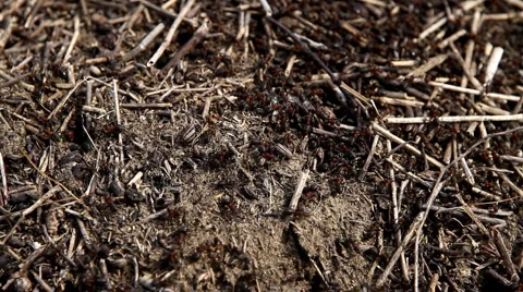 Ants in anthill Full HD Stock Footage 2521181