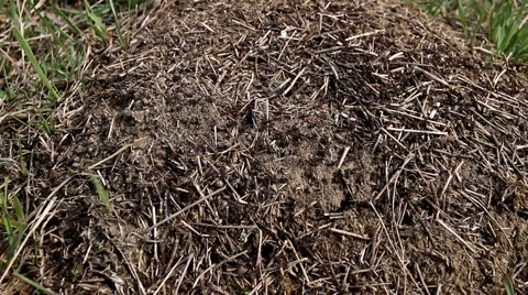 Ants in anthill Full HD Stock Footage 2521274
