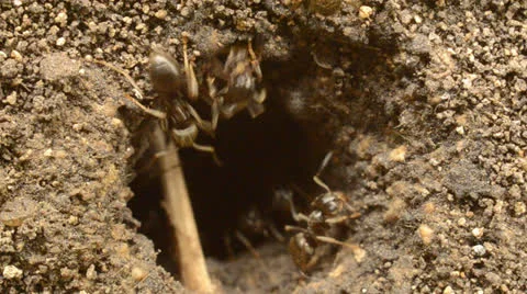 Ants in an anthill included Stock Footage 24688114