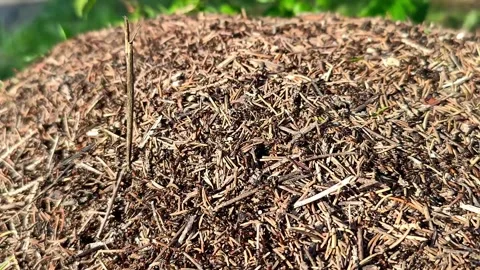 Ants in an anthill, large acceleration Stock-Footage 319788308