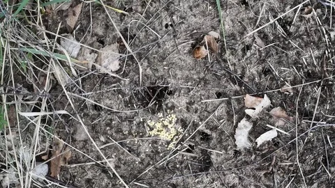 Ants in an anthill live their huge friendly family Video stock 89644342