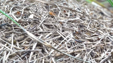 Ants in anthill macro. Ant colony in forest. Slow motion, 240 fps Stock Footage 123437153