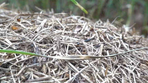 Ants in anthill macro. Ant colony in forest. Slow motion, 240 fps Stock Footage 123534916