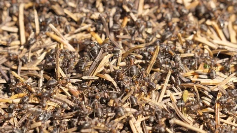 Ants in an anthill with many needles Video stock 118977107