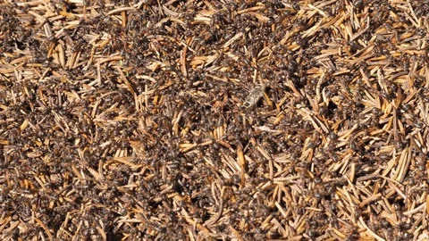 Ants in an anthill with many needles Video stock 118977187