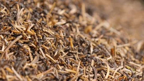 Ants in an anthill with many needles Video stock 118977308