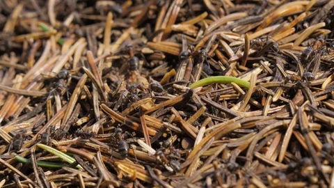 Ants in an anthill with many needles Video stock 118977430