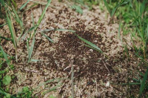 Ants in an anthill. Stock Photos