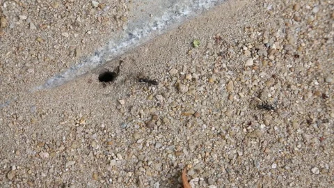 Ants Anthill Sand Ground Insect Nature Background Stock Footage 333485046
