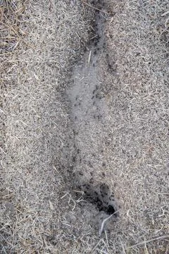 Ants anthill on sandy soil surface Stock Photos