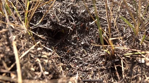 Ants in an anthill. Slow motion. Stockbeeldmateriaal 81295632