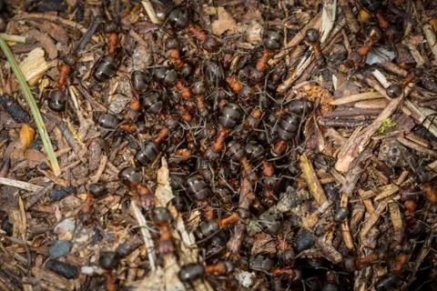 Ants on anthill surface Stock-Fotos