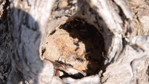 Ants in an anthill on a tree close up Stock Footage 108027292