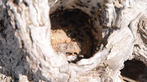 Ants in an anthill on a tree close up Stock Footage 108027293