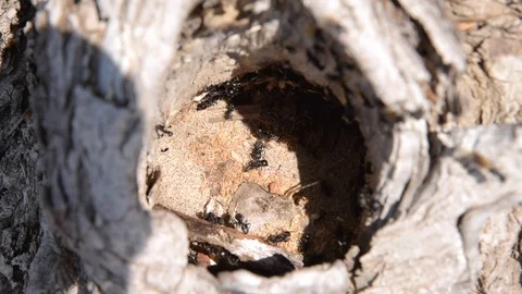 Ants in an anthill on a tree close up Stock Footage 108027296