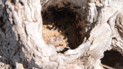 Ants in an anthill on a tree close up Stock Footage 108027299