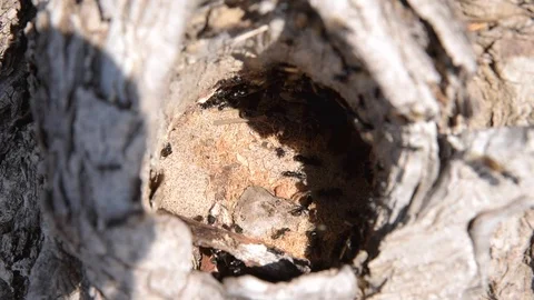 Ants in an anthill on a tree close up 動画素材 108027301