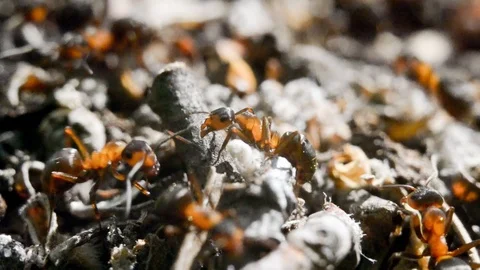 Ants in an anthill in the woods. A close-up. Stock Footage 124762772