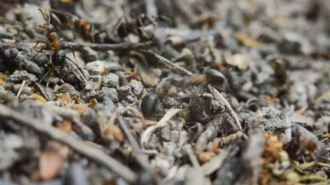 Ants in an anthill in the woods. A close-up. Macro. Stock Footage 124762753