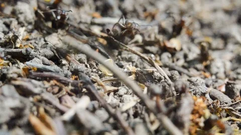 Ants in an anthill in the woods. A close-up. Macro. Stock Footage 124762754