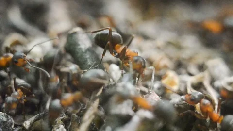 Ants in an anthill in the woods. A close-up. Macro. Stock Footage 124762767