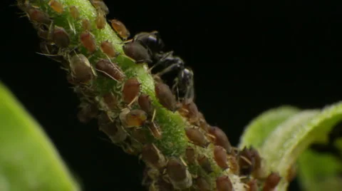 Ants &amp; Aphids 02 Stock Footage 1013502