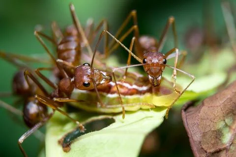 Ants aphids. close up. Stock Photos