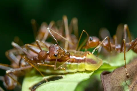 Ants aphids. close up. Stock Photos