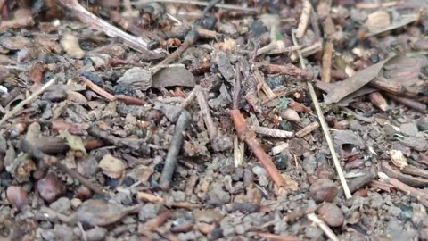 Ants are active in the anthill Stock Footage 314075152