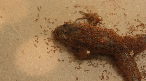 Ants are bite to eat dead frog Stock Footage 36226729