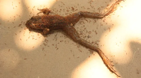 Ants are bite to eat dead frog 스톡 동영상 36227012