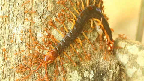 Ants are biting a centipede on tree, out door Chiangmai Thailand Stock Footage 165644079