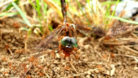 Ants are biting dead dragonfly, out door Chiangmai Thailand. Stock Footage 280213871