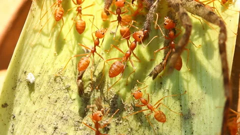 Ants are biting  spider legs , out door Chiangmai Thailand Stock Footage 166559512