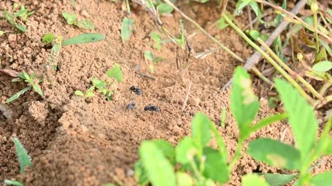 Ants are bringing soil from inside the ground. Stock Footage 293806747