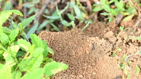 Ants are bringing soil from inside the ground. Stock Footage 293807088