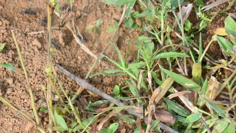 Ants are bringing soil from inside the ground. Видео 293898176