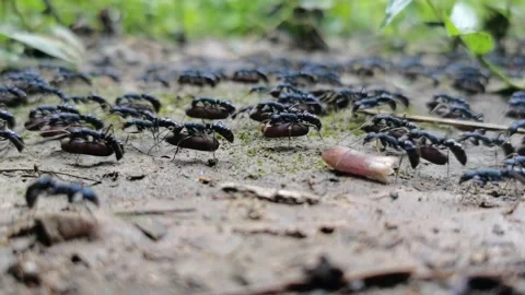 Ants are carrying the eggs. Stock Footage 143193357